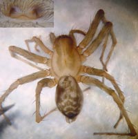 Tegenaria domestica