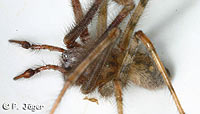 Tegenaria parietina