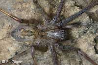 Tegenaria parietina