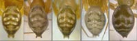 Tenuiphantes zimmermanni --> anklicken zum vergrössern (click to enlarge)