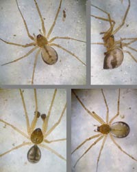 Tenuiphantes alacris --> anklicken zum vergrössern (click to enlarge)