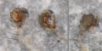 Tenuiphantes alacris --> anklicken zum vergrössern (click to enlarge)