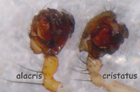 Tenuiphantes alacris  versus cristatus