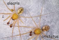 Tenuiphantes alacris  versus cristatus