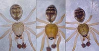 Tenuiphantes cristatus --> anklicken zum vergrössern (click to enlarge)