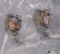 Tenuiphantes cristatus --> anklicken zum vergrössern (click to enlarge)