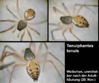 Tenuiphantes tenuis --> anklicken zum vergrössern (click to enlarge)