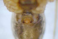 Tenuiphantes tenuis --> anklicken zum vergrössern (click to enlarge)