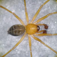 Tenuiphantes zimmermanni --> anklicken zum vergrössern (click to enlarge)