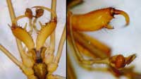 Tetragnatha extensa