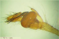 Tetragnatha extensa