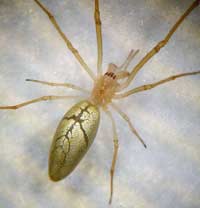 Tetragnatha extensa