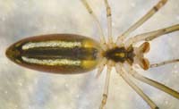 Tetragnatha extensa