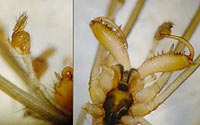 Tetragnatha extensa