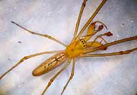 Tetragnatha extensa