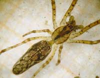 Tetragnatha montana