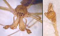 Tetragnatha montana
