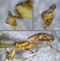Tetragnatha nigrita