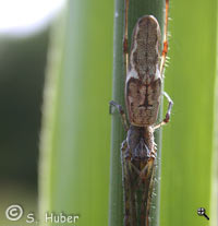 Tetragnatha nigrita