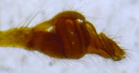 Tetragnatha nigrita