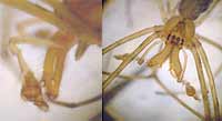 Tetragnatha obtusa