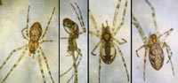 Tetragnatha obtusa