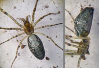 Tetragnatha obtusa