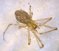 Tetragnatha obtusa