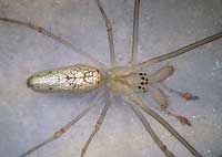 Tetragnatha pinicola