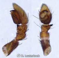 Thanatus arenarius