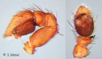 Thanatus arenarius