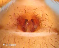 Thanatus arenarius