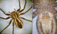 Thanatus atratus