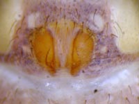 Thanatus formicinus