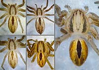 Thanatus formicinus