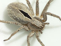 Thanatus formicinus