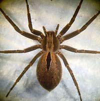 Thanatus formicinus