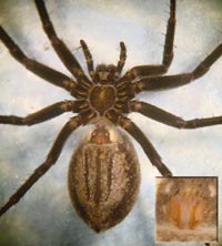 Thanatus formicinus