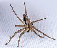 Thanatus formicinus