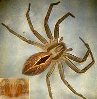Thanatus formicinus