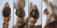 Thanatus formicinus