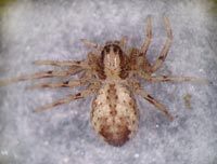 Thanatus sabulosus