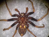 Thanatus sabulosus