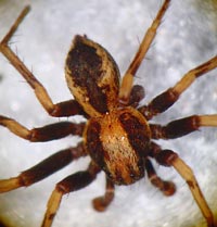 Thanatus sabulosus