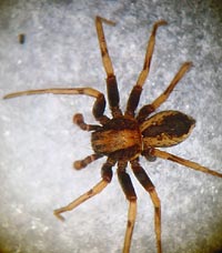 Thanatus sabulosus