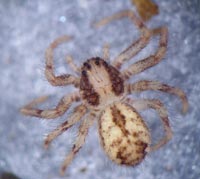 Thanatus sabulosus