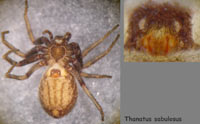 Thanatus sabulosus