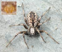 Thanatus sabulosus