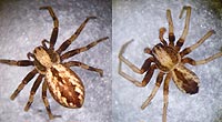 Thanatus sabulosus