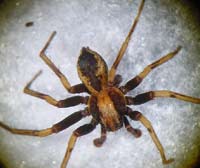 Thanatus sabulosus